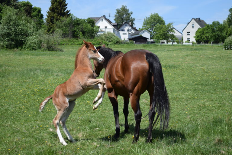 Take it easy Ranch im Westerwald